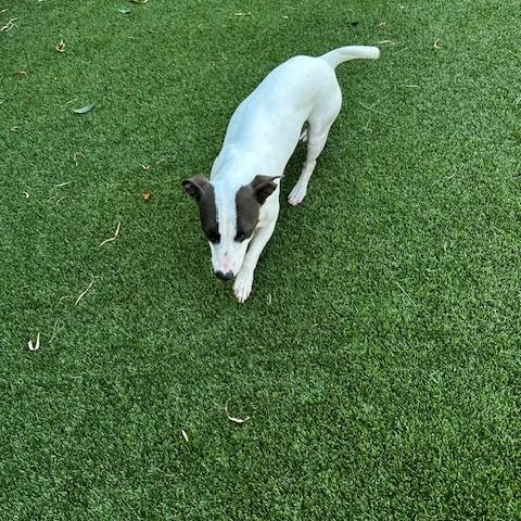 Bailey, ADOPTABLE, Young Female Terrier.