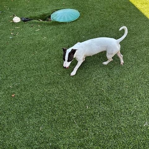 Enlarge Bailey, a ADOPTABLE Terrier in Lake Dallas, TX image 2/2