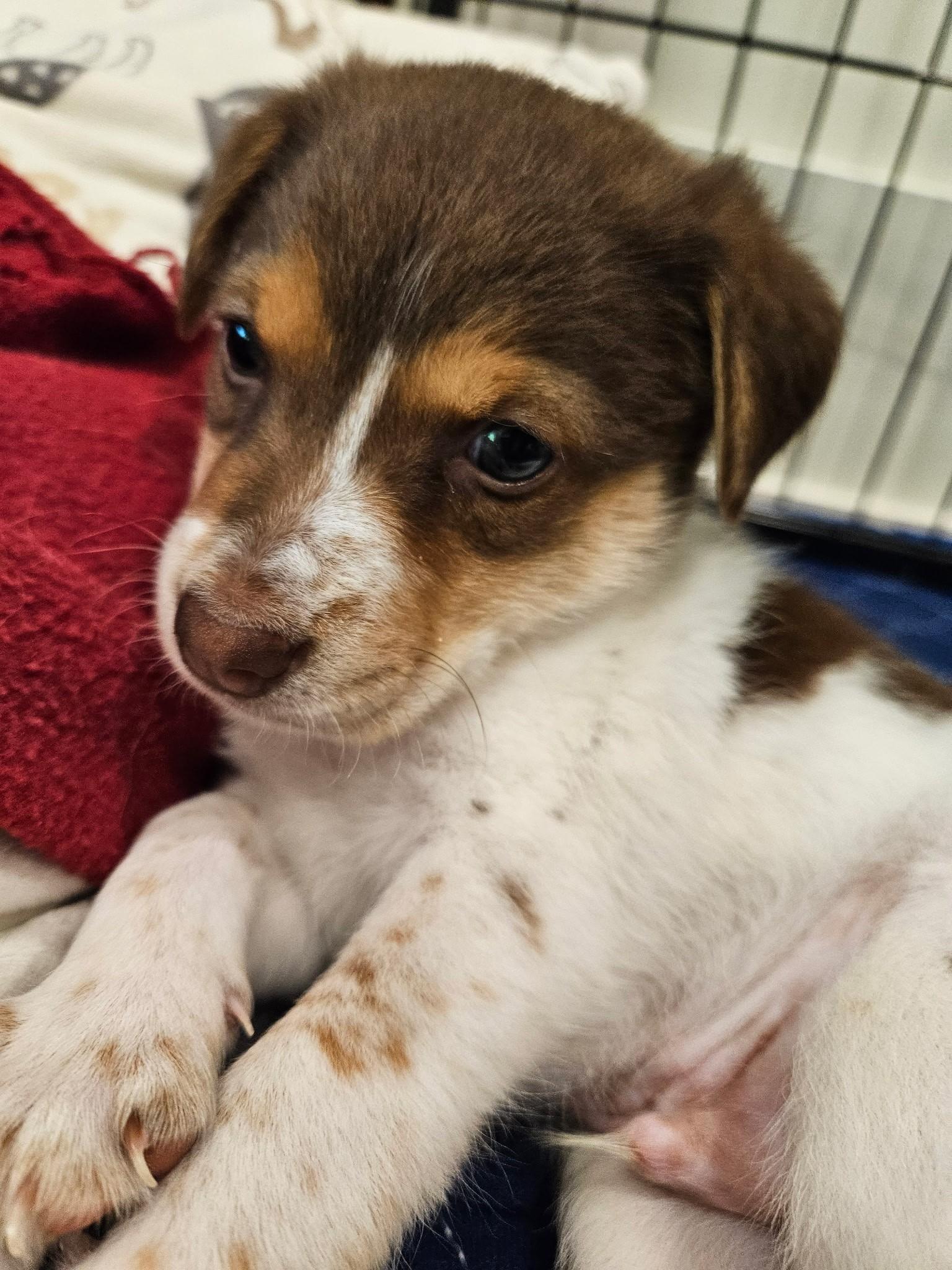 Camembert - a Baby Boy from our Cheese Family!, an adoptable Beagle, Pomsky in Buford, GA, 30519 | Photo Image 4