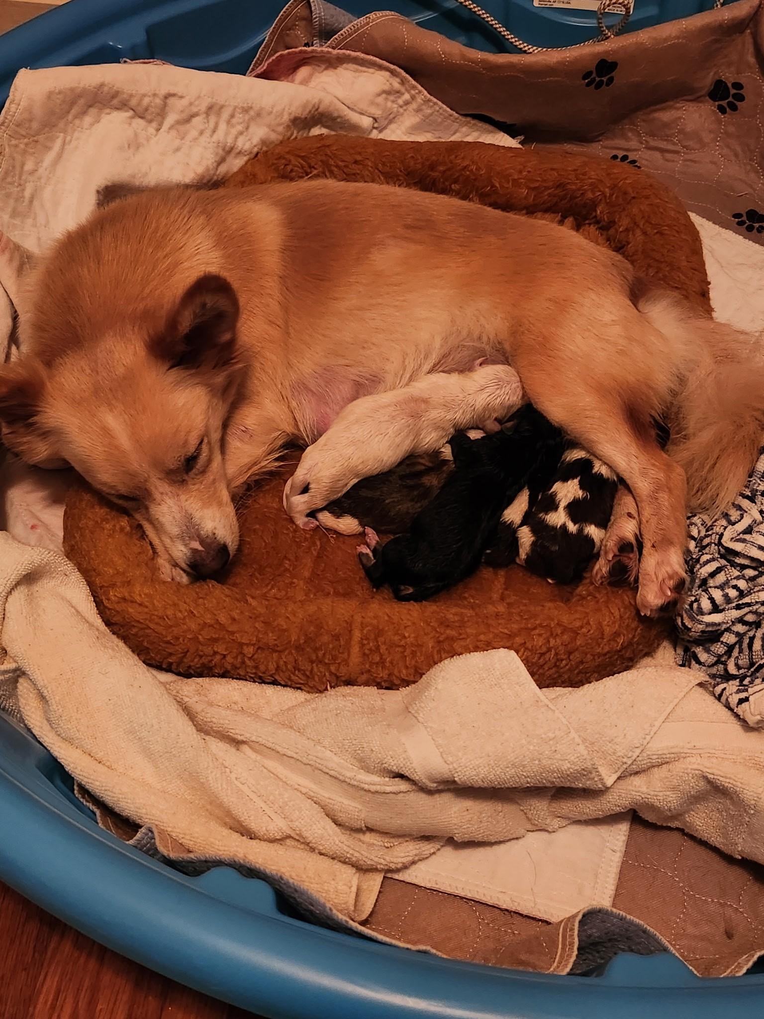 Camembert - a Baby Boy from our Cheese Family!, an adoptable Beagle, Pomsky in Buford, GA, 30519 | Photo Image 6