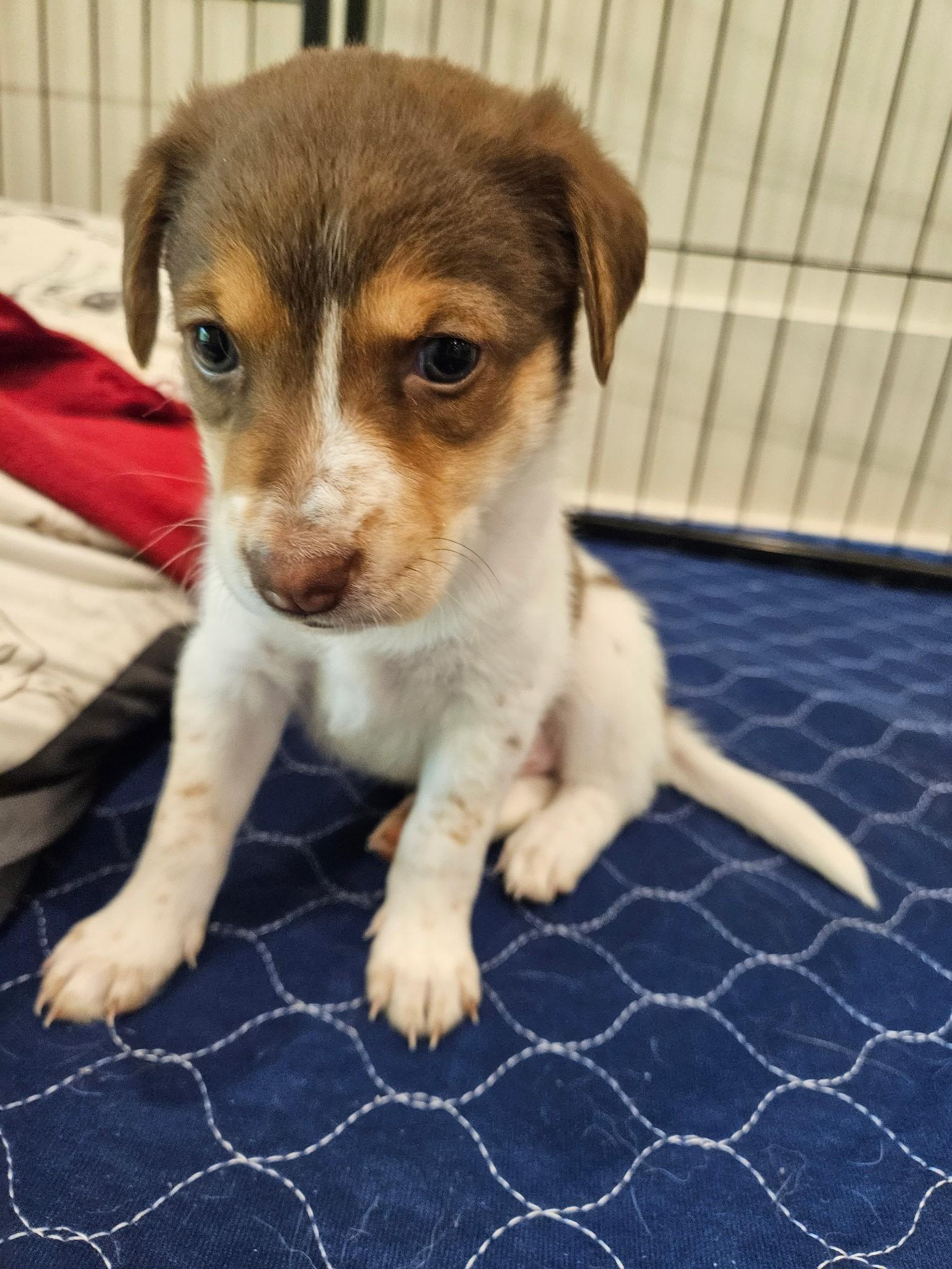 Camembert - a Baby Boy from our Cheese Family!, an adoptable Beagle, Pomsky in Buford, GA, 30519 | Photo Image 5
