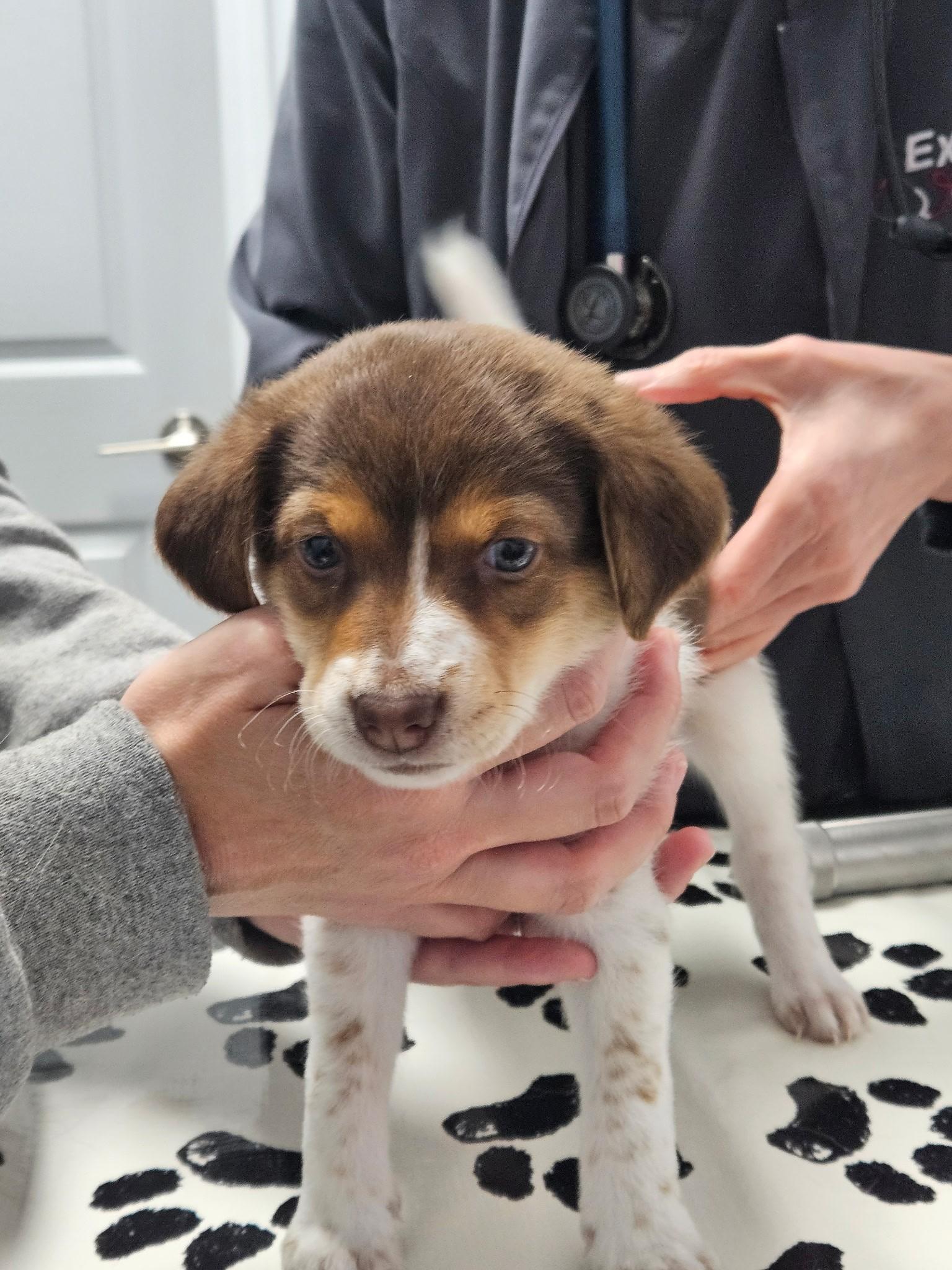 Camembert - a Baby Boy from our Cheese Family!, an adoptable Beagle, Pomsky in Buford, GA, 30519 | Photo Image 3