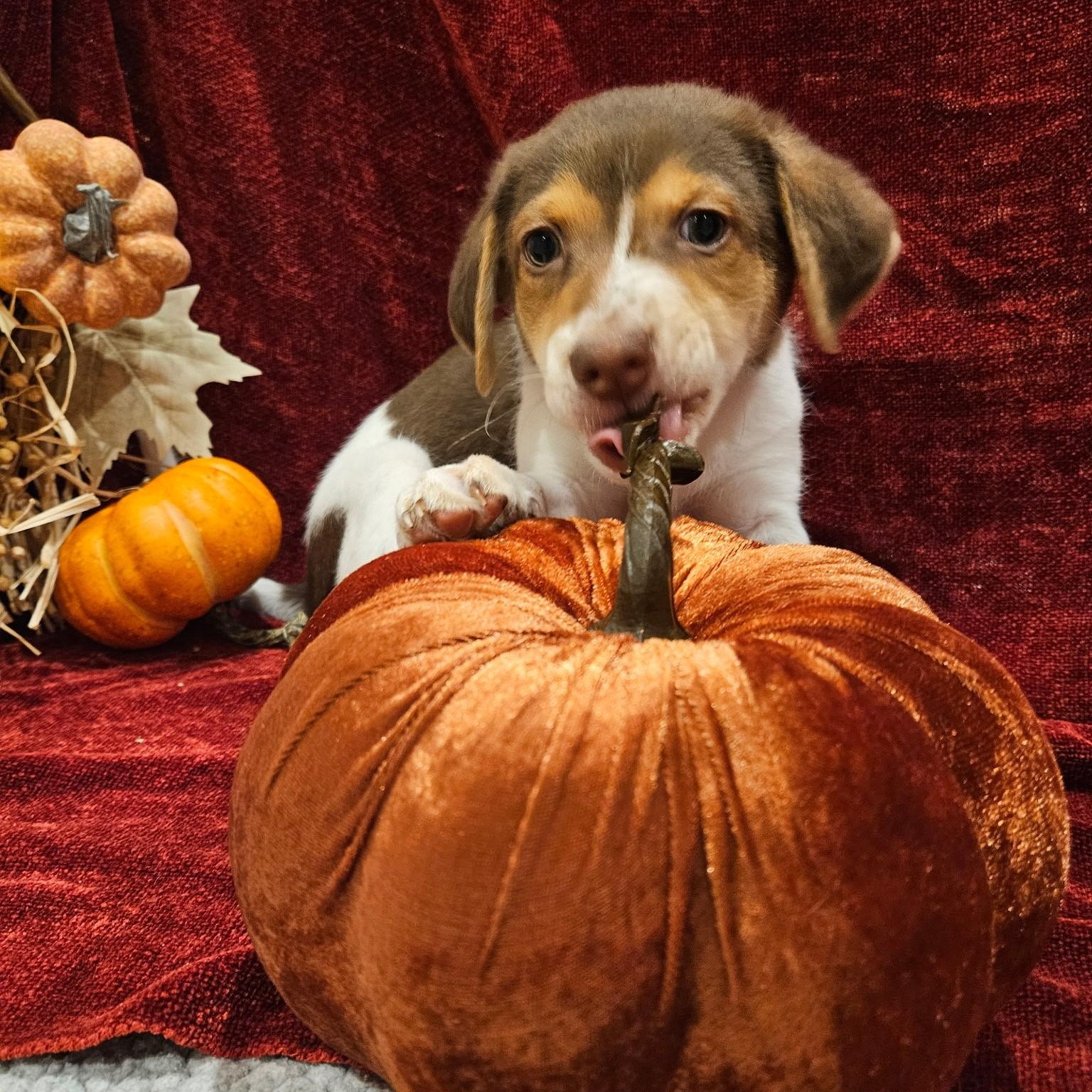 Camembert - a Baby Boy from our Cheese Family!, an adoptable Beagle, Pomsky in Buford, GA, 30519 | Photo Image 2