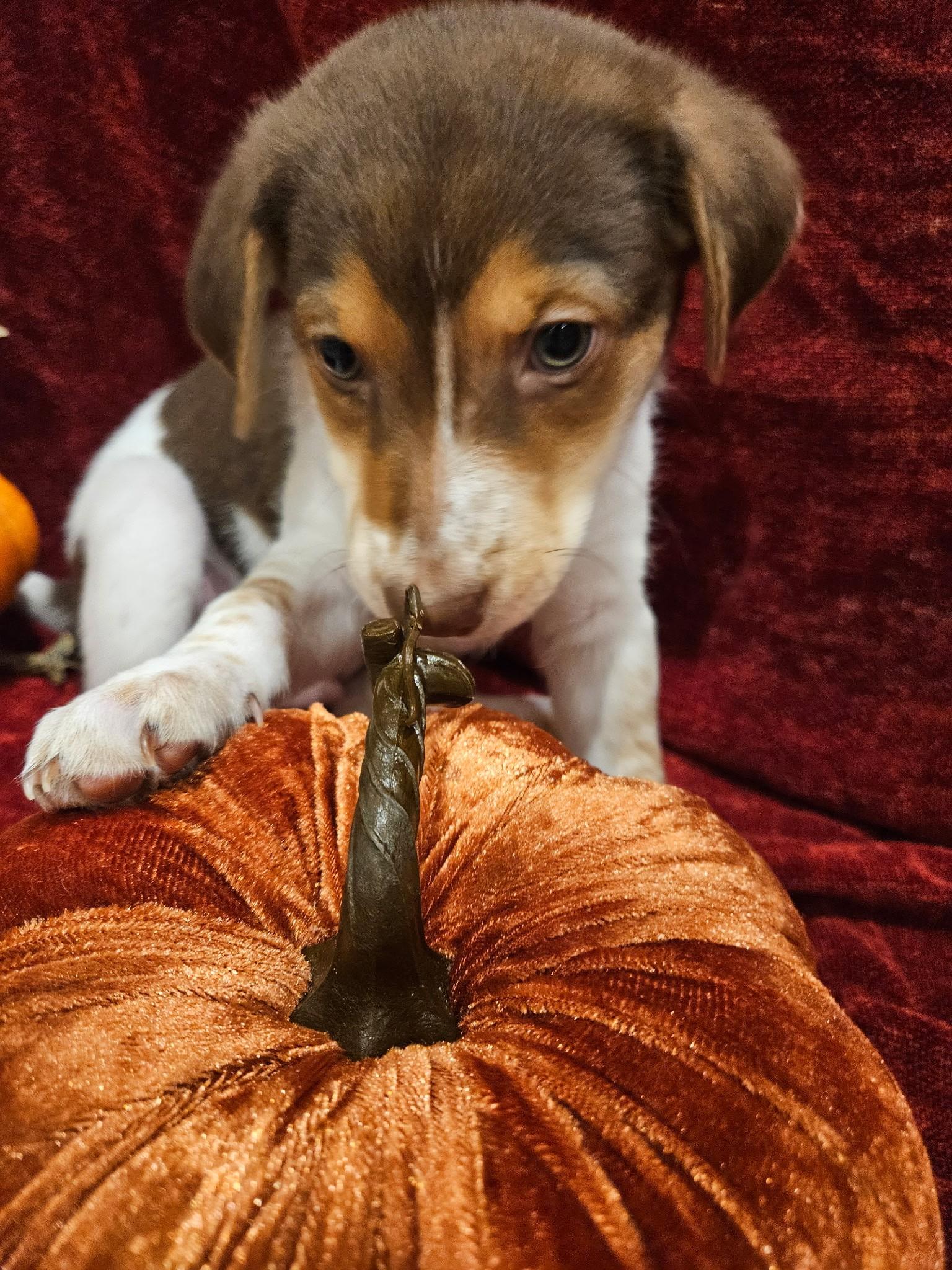 Camembert - a Baby Boy from our Cheese Family!, an adoptable Beagle, Pomsky in Buford, GA, 30519 | Photo Image 1