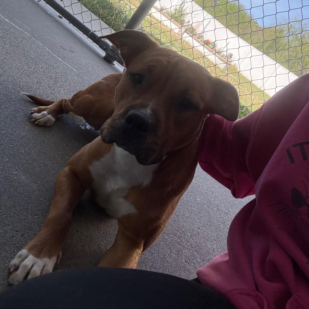 Spring, Adoptable, Young Female Pit Bull Terrier & Mixed Breed.