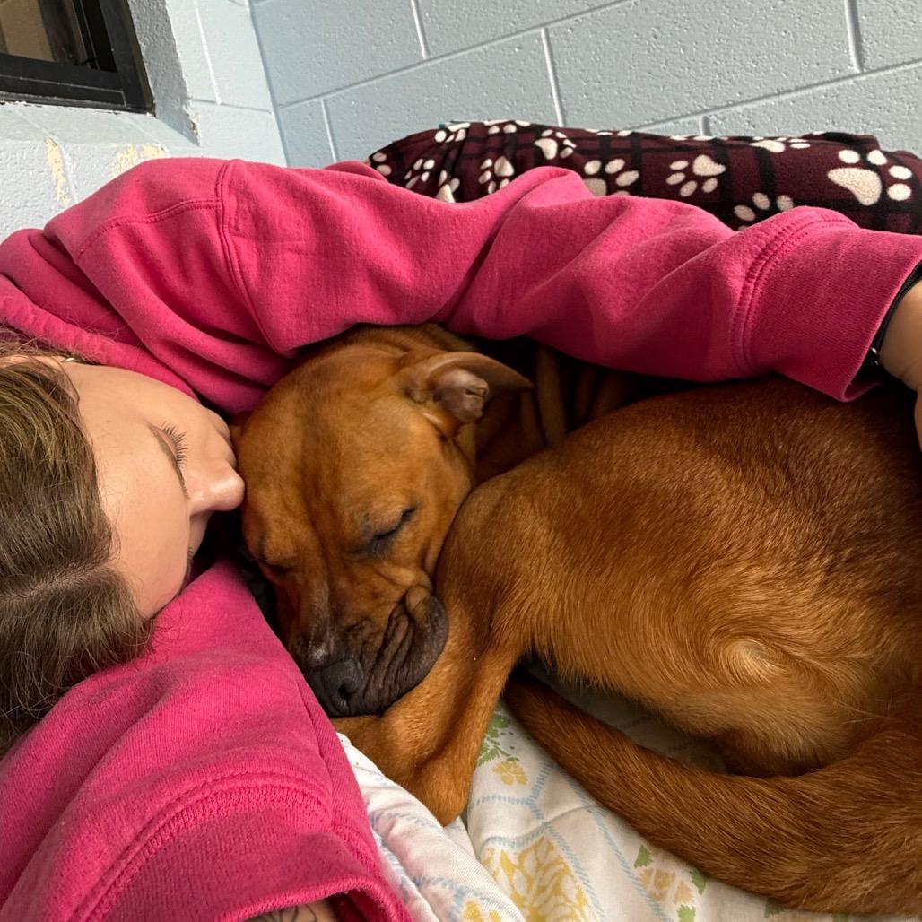 Enlarge Spring, a Adoptable mixed breed in Martinsville, VA image 2/4