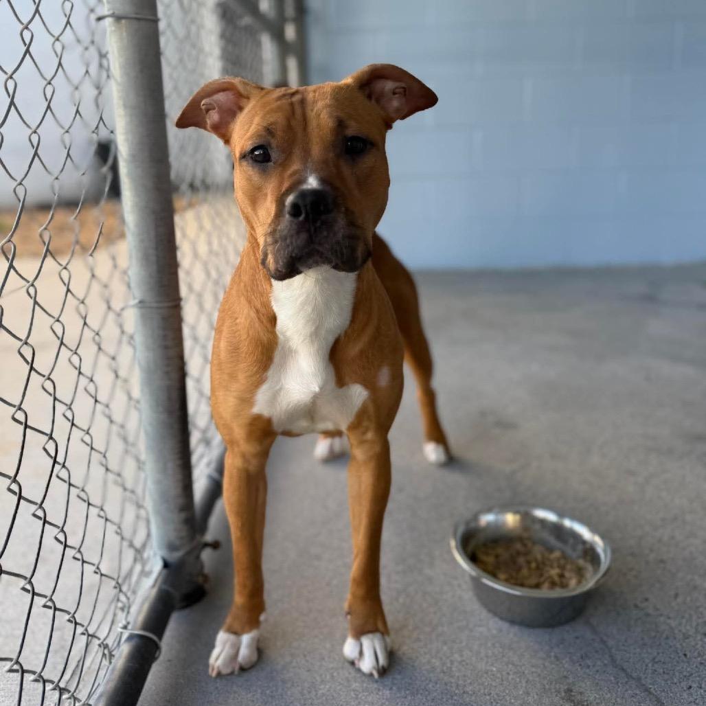 Enlarge Spring, a Adoptable mixed breed in Martinsville, VA image 3/4