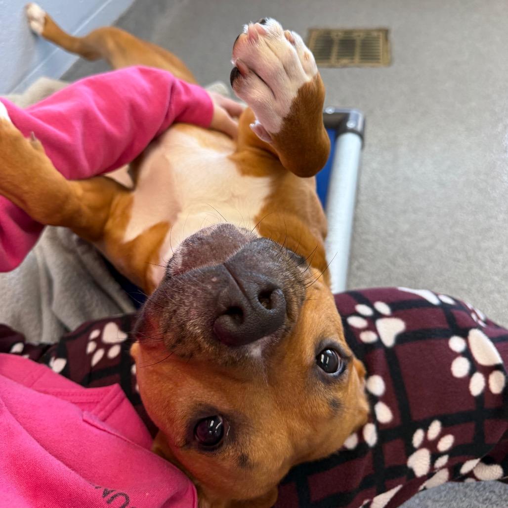 Enlarge Spring, a Adoptable mixed breed in Martinsville, VA image 4/4