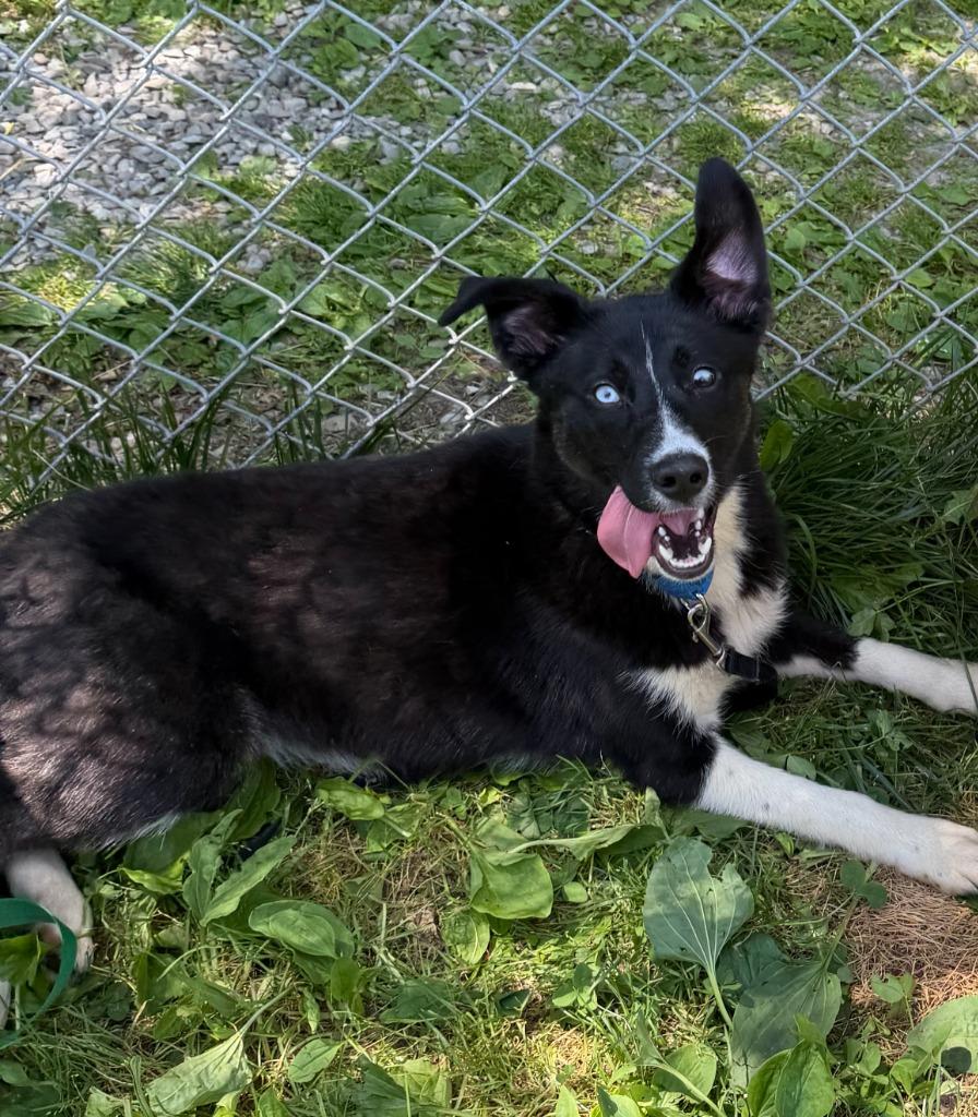 Juno, Adoptable, Puppy Female Mixed Breed.