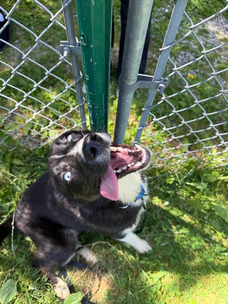 Juno, a Adoptable mixed breed in Hyde Park, NY image 2/4