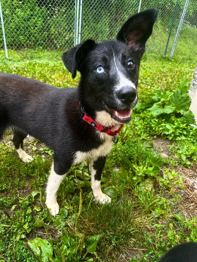 Juno, a Adoptable mixed breed in Hyde Park, NY image 3/4