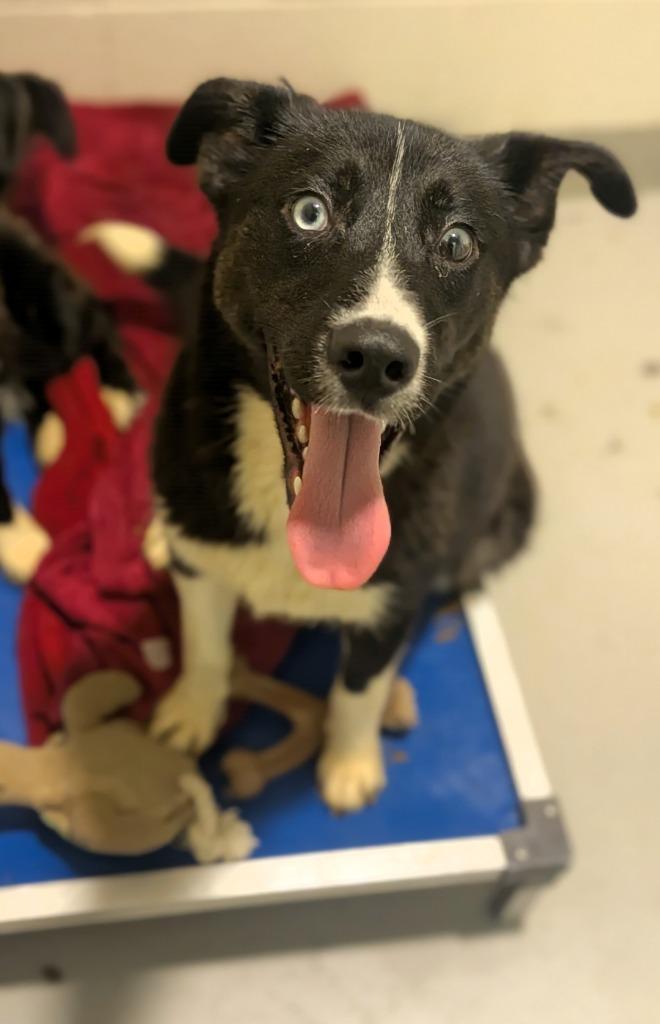 Juno, a Adoptable mixed breed in Hyde Park, NY image 4/4