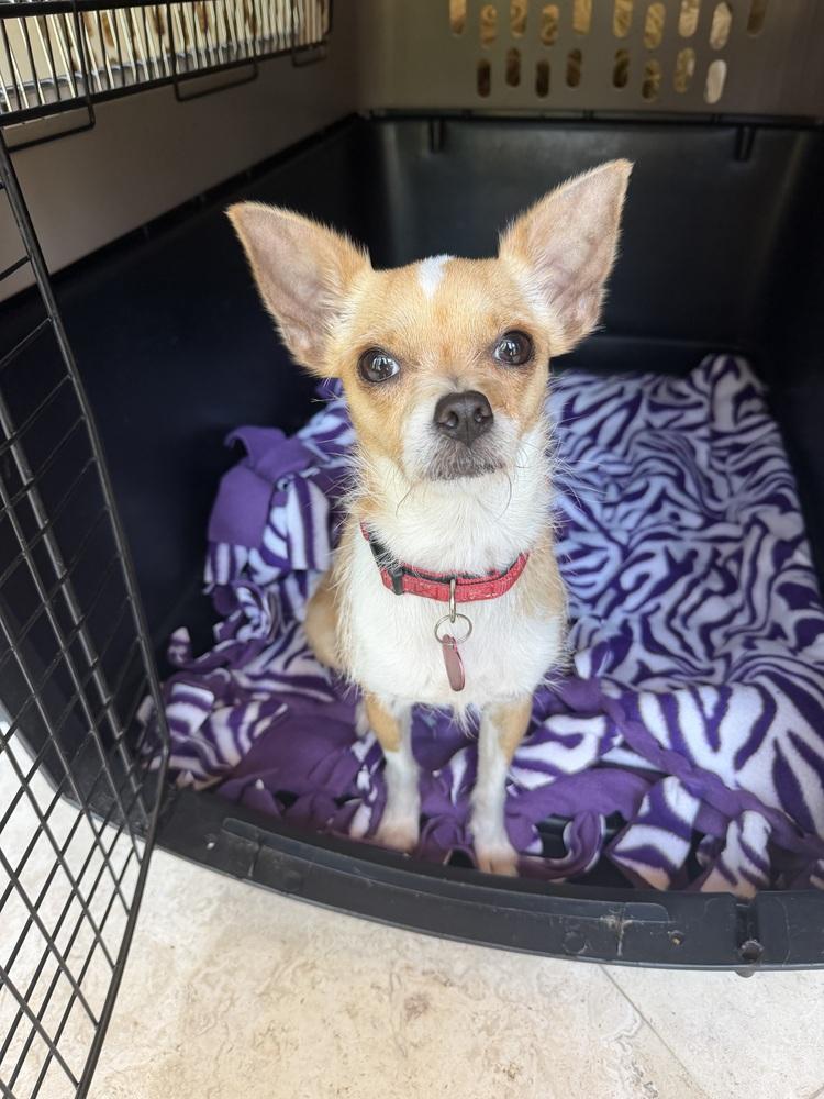 Enlarge Pixie Dust, a Adoptable mixed breed in Richmond, TX image 1/1