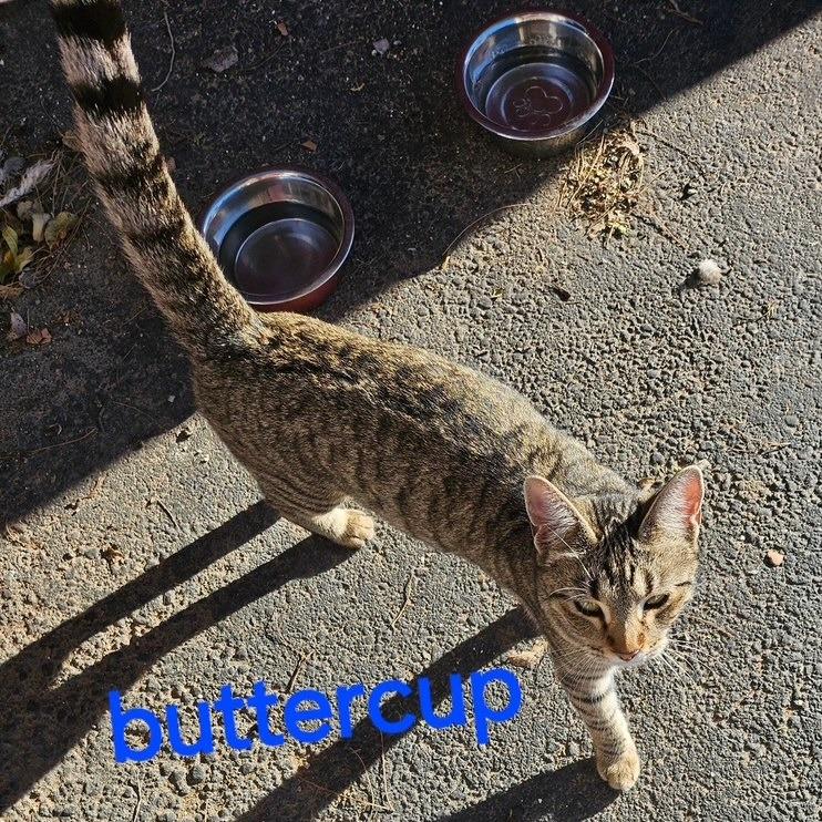 Buttercup, Adoptable, Adult Female Domestic Short Hair.