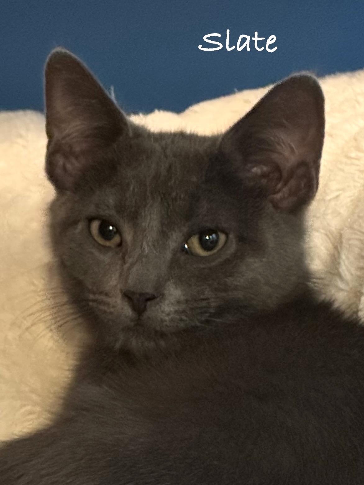 Slate, Adoptable, Kitten Male Domestic Short Hair.