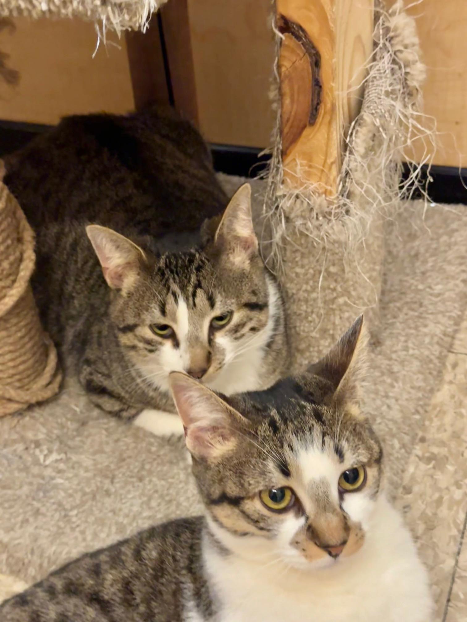 Enlarge Mike, a ADOPTABLE Domestic Short Hair in Springfield, PA image 3/4