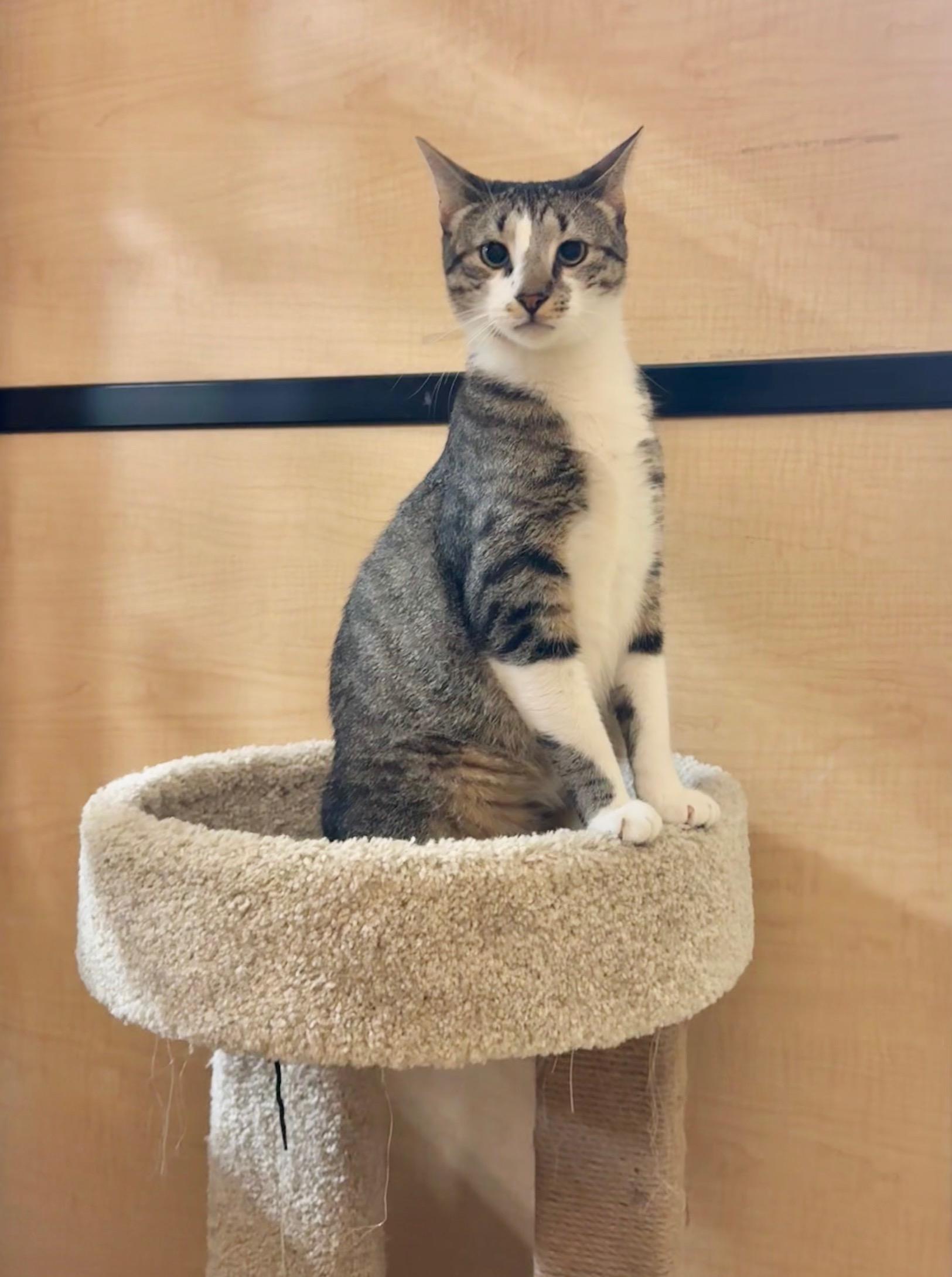 Mike, ADOPTABLE, Kitten Male Domestic Short Hair.