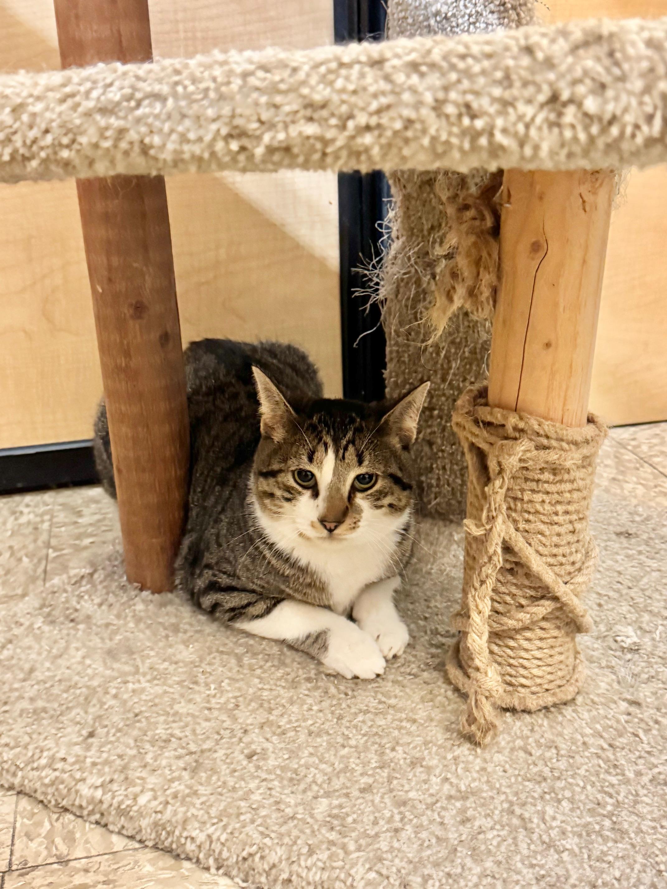 Enlarge Mike, a ADOPTABLE Domestic Short Hair in Springfield, PA image 4/4