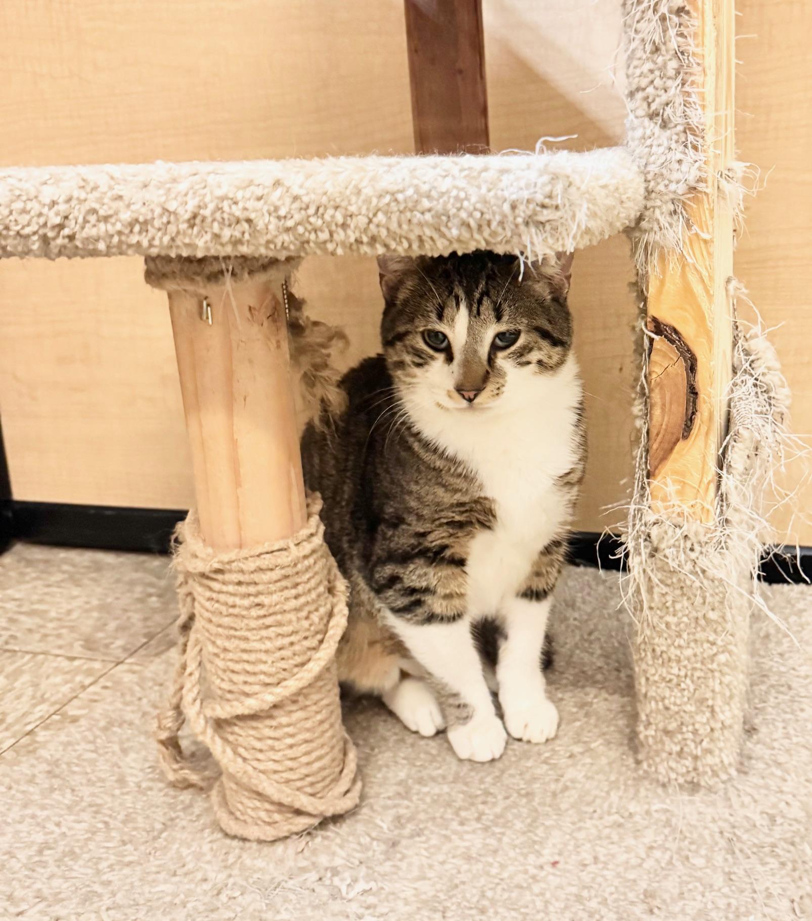 Enlarge Mike, a ADOPTABLE Domestic Short Hair in Springfield, PA image 2/4