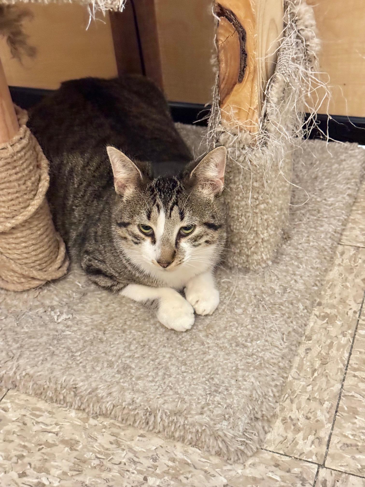 Mike, ADOPTABLE, Kitten Male Domestic Short Hair.