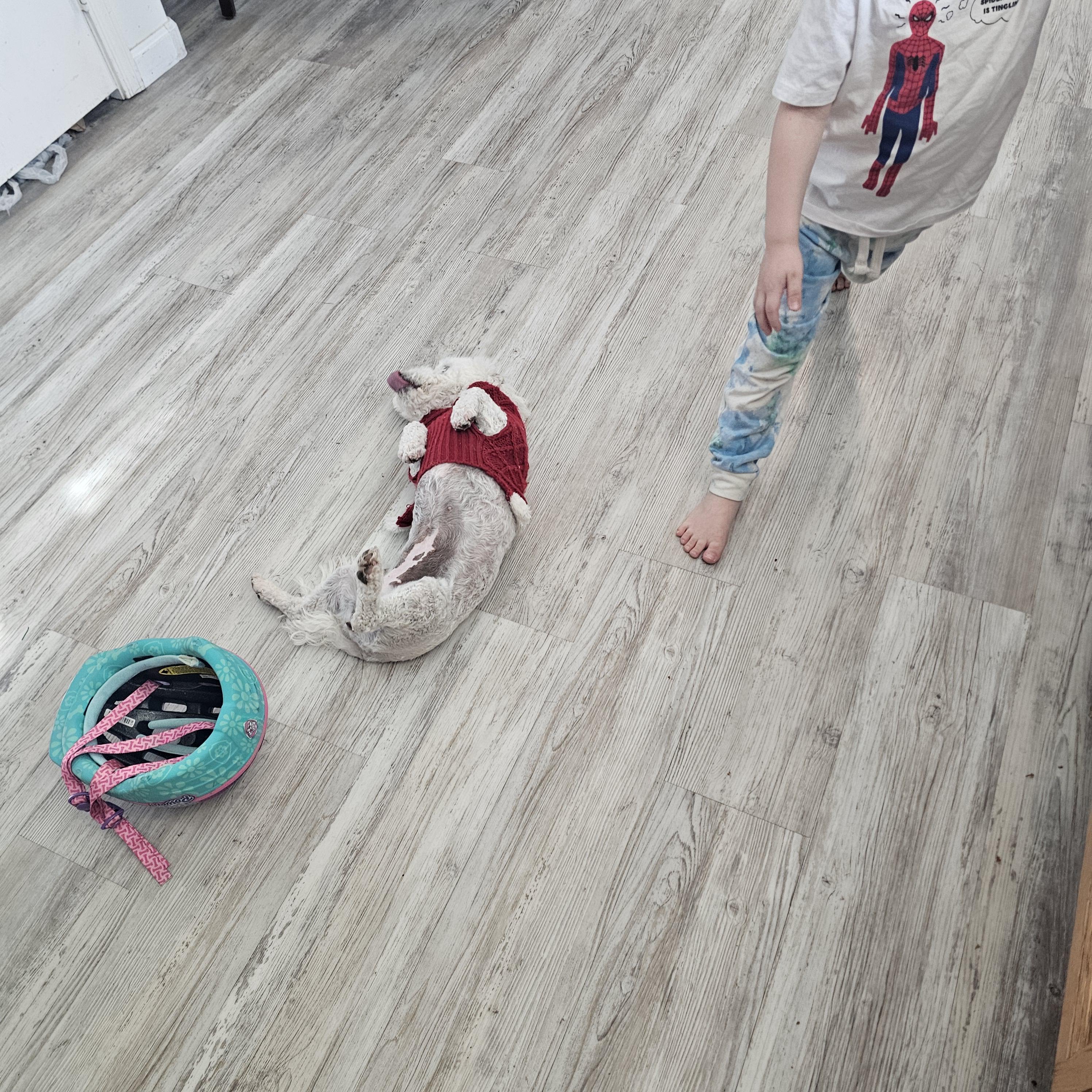 Enlarge Cloudy , an adopted mixed breed in Buckeye, AZ image 4/5