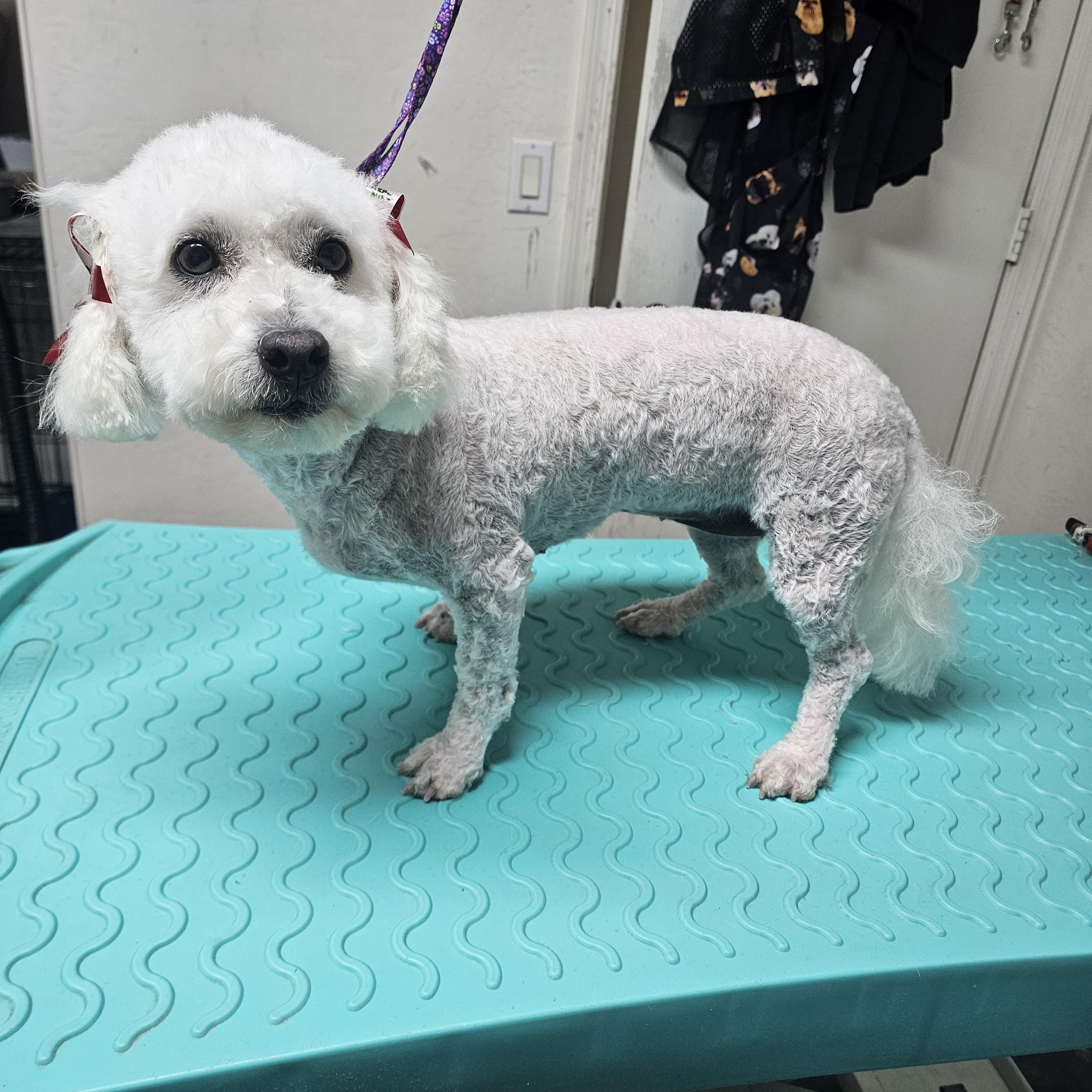 Cloudy , adopted, Adult Female Miniature Poodle.