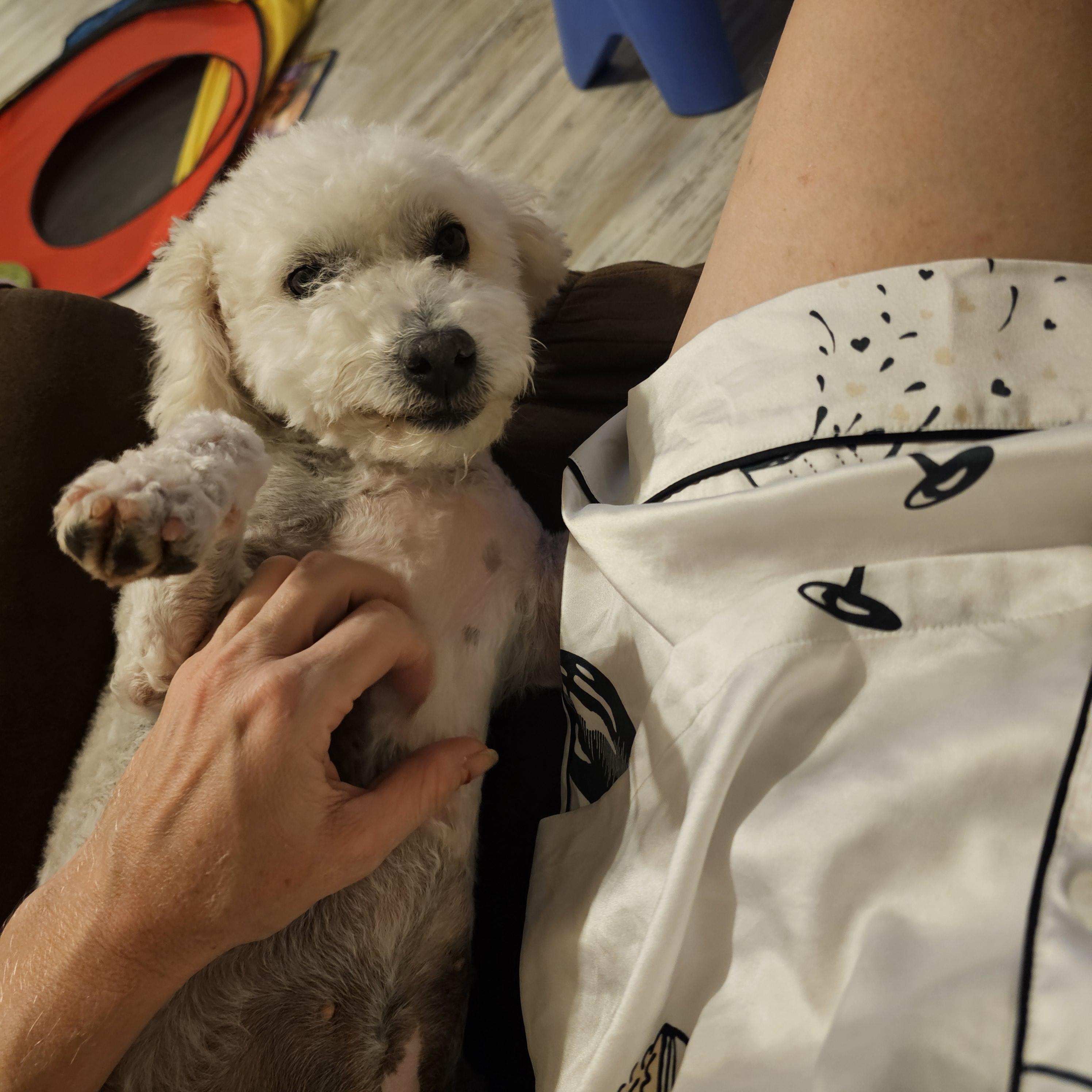 Enlarge Cloudy , an adopted mixed breed in Buckeye, AZ image 2/5