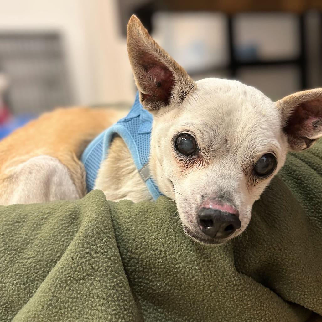 Enlarge Lincoln 13673, a Adoptable Chihuahua in San Francisco, CA image 1/4