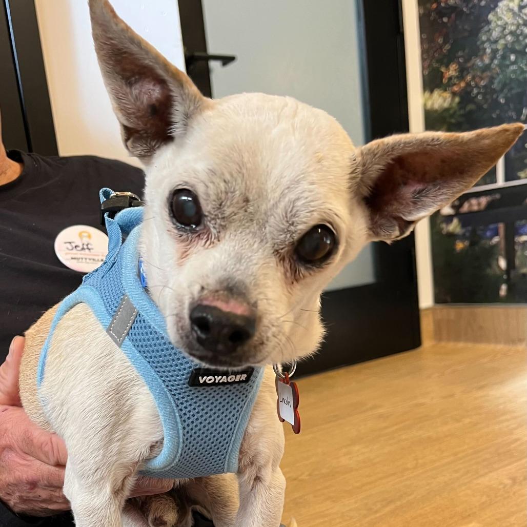 Enlarge Lincoln 13673, a Adoptable Chihuahua in San Francisco, CA image 2/4