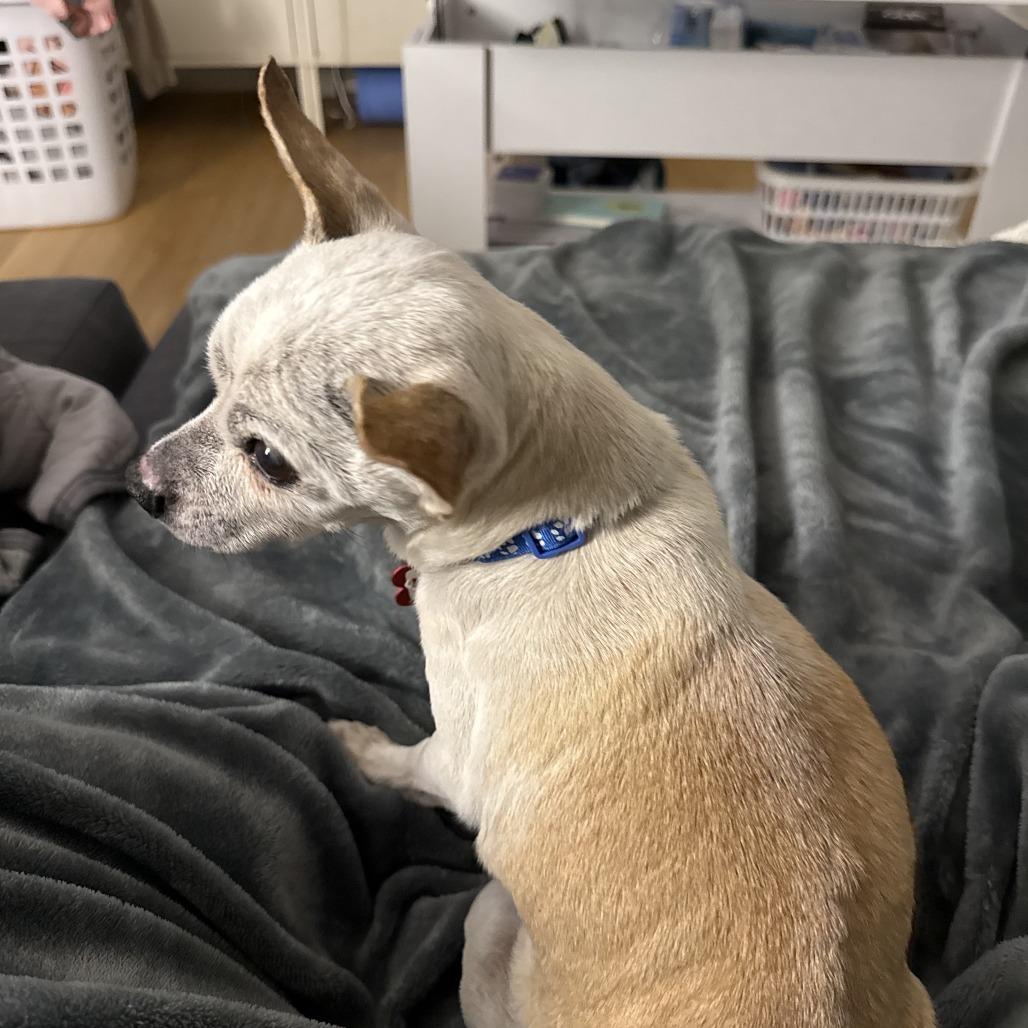 Enlarge Lincoln 13673, a Adoptable Chihuahua in San Francisco, CA image 3/4