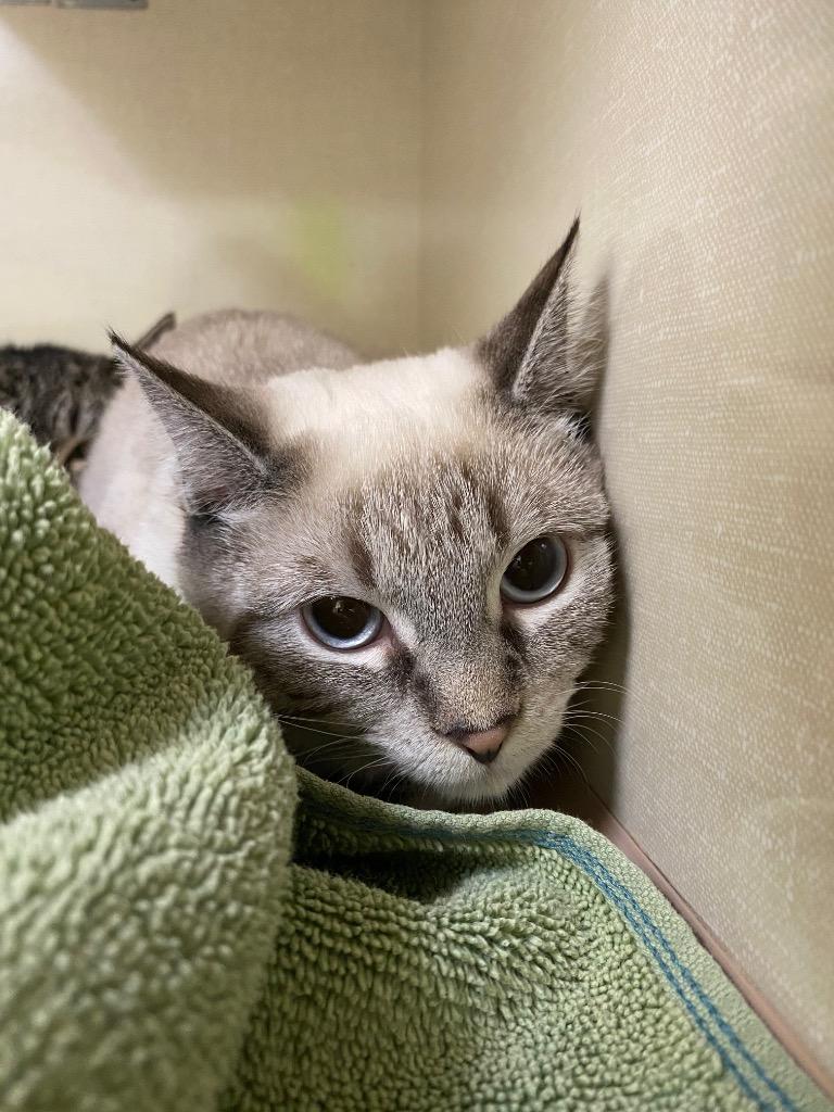 Enlarge Kami, a Adoptable Siamese in Winnipeg, MB image 1/1