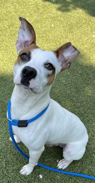 MASON, Adoptable, Young Male Pit Bull Terrier & Mixed Breed.