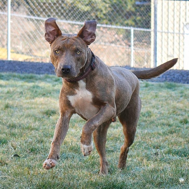 Enlarge Brownie, a Adoptable Pit Bull Terrier in West Richland, WA image 2/6