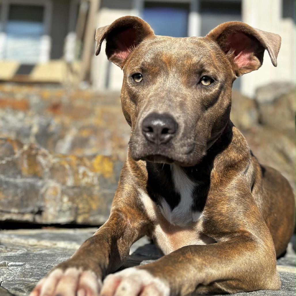 Enlarge Brownie, a Adoptable Pit Bull Terrier in West Richland, WA image 4/6