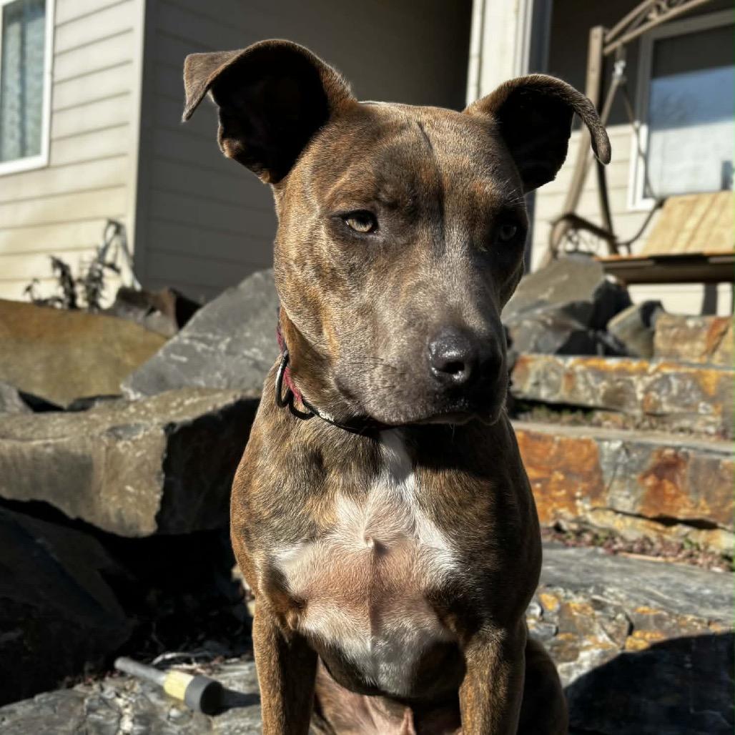 Enlarge Brownie, a Adoptable Pit Bull Terrier in West Richland, WA image 5/6