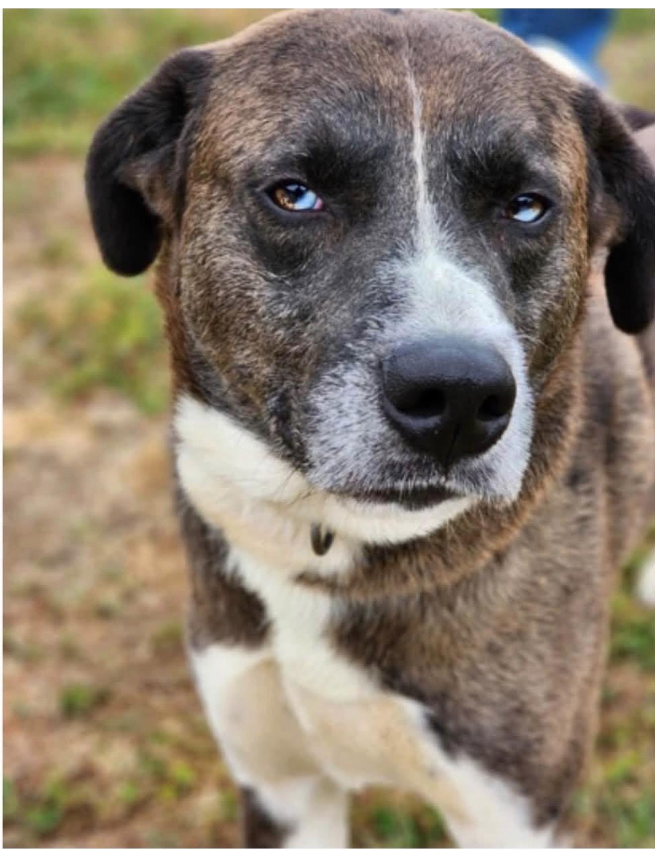 Enlarge Benny (Sweet, Gentle, Family Companion), an adopted mixed breed in Newfoundland, PA image 3/6