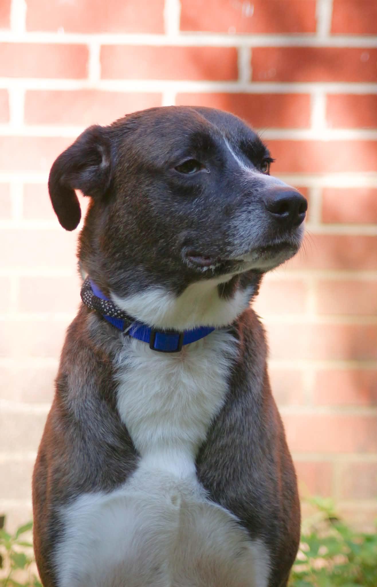 Enlarge Benny (Sweet, Gentle, Family Companion), an adopted mixed breed in Newfoundland, PA image 5/6