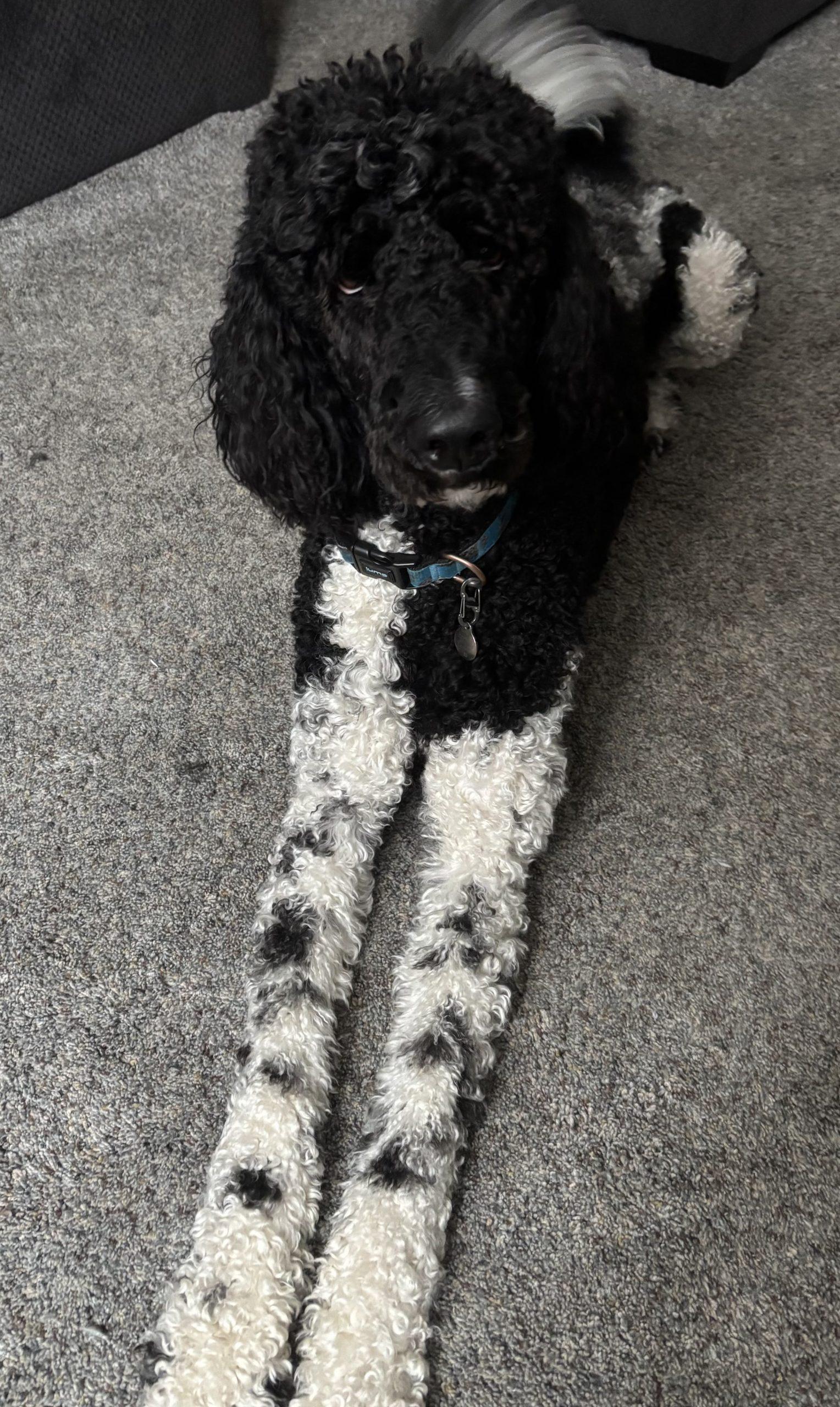 Enlarge Oreo, a Adopted Standard Poodle in Courtice, ON image 2/3