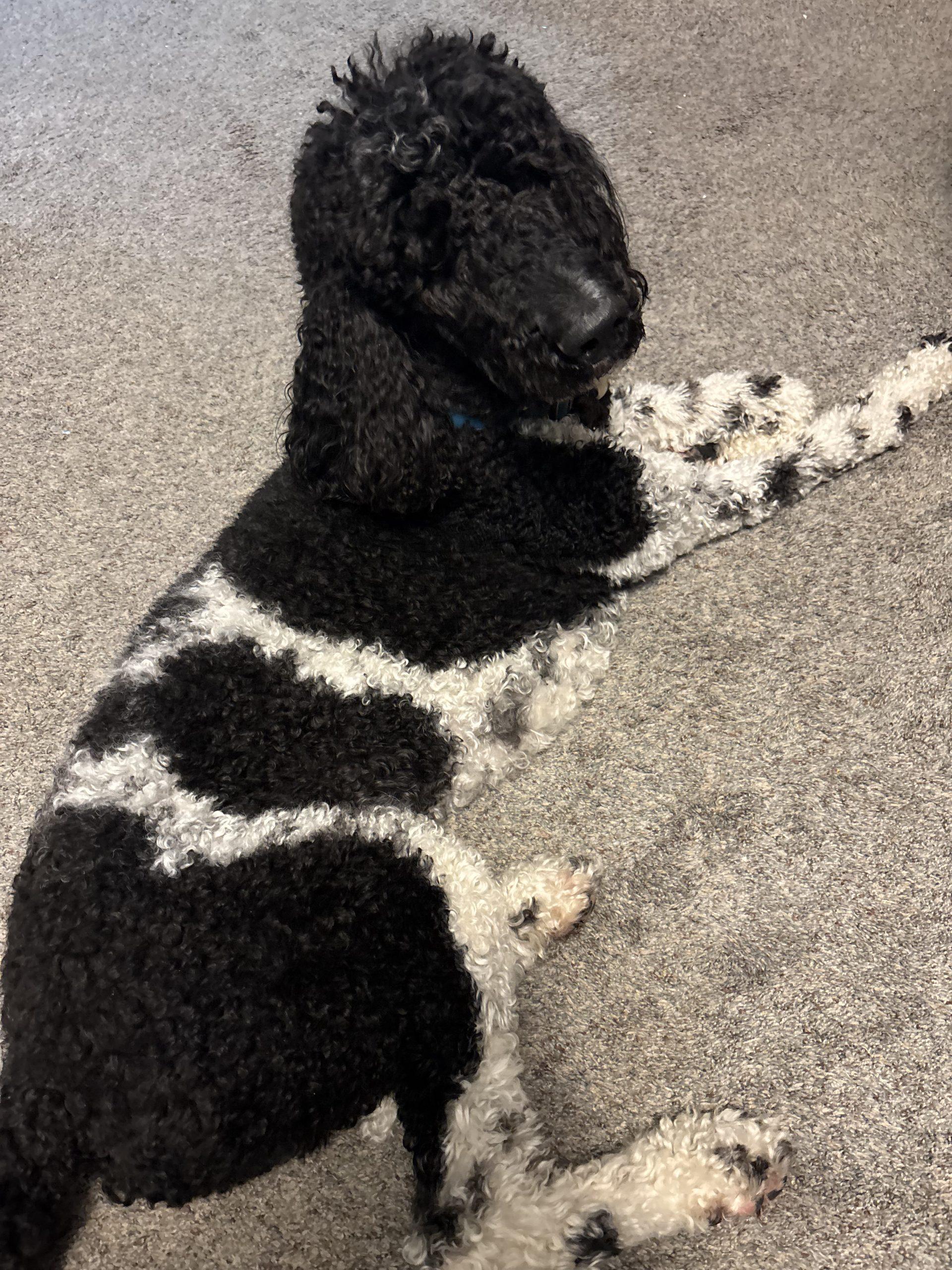 Enlarge Oreo, a Adopted Standard Poodle in Courtice, ON image 1/3