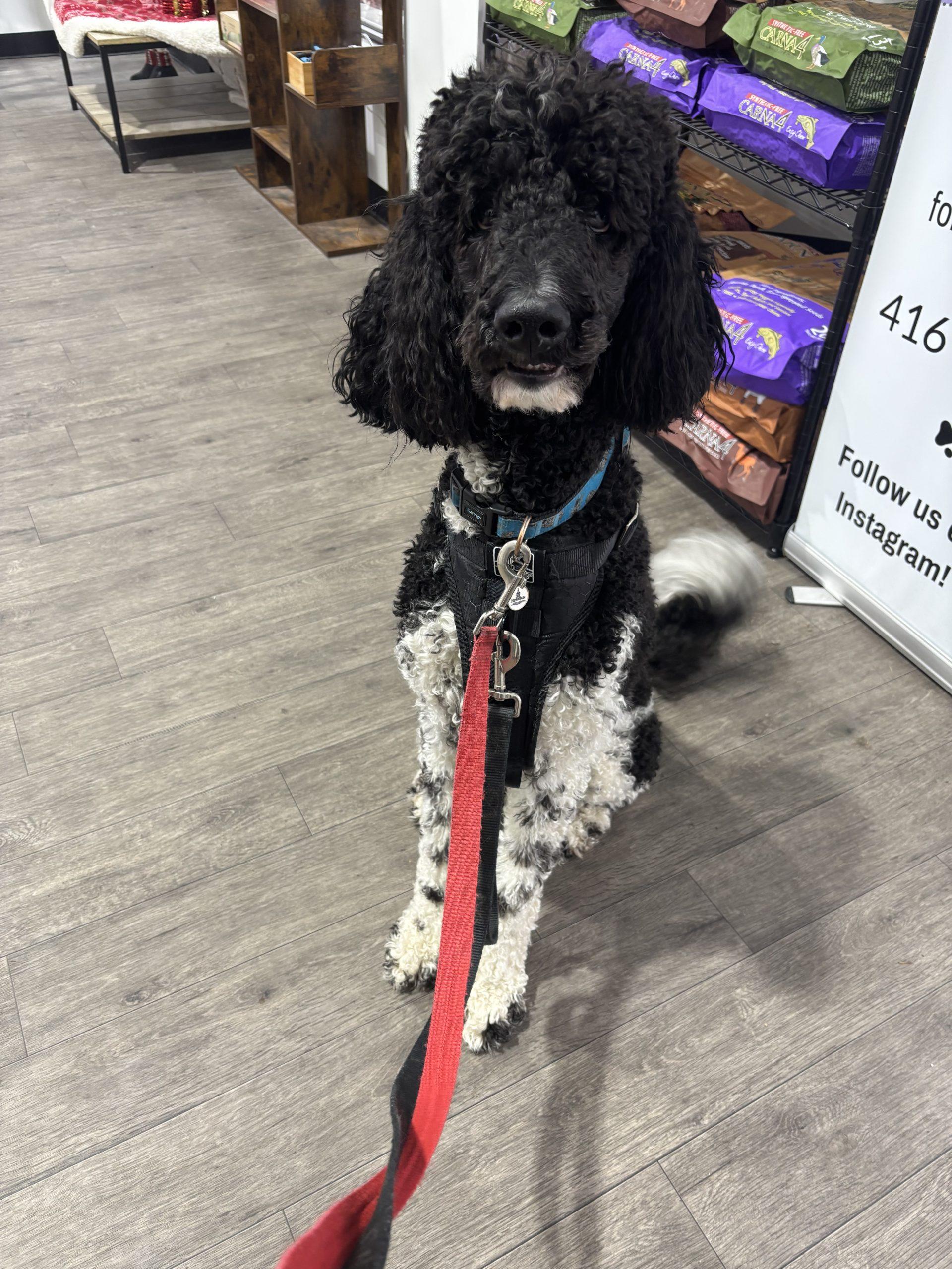 Enlarge Oreo, a Adopted Standard Poodle in Courtice, ON image 3/3