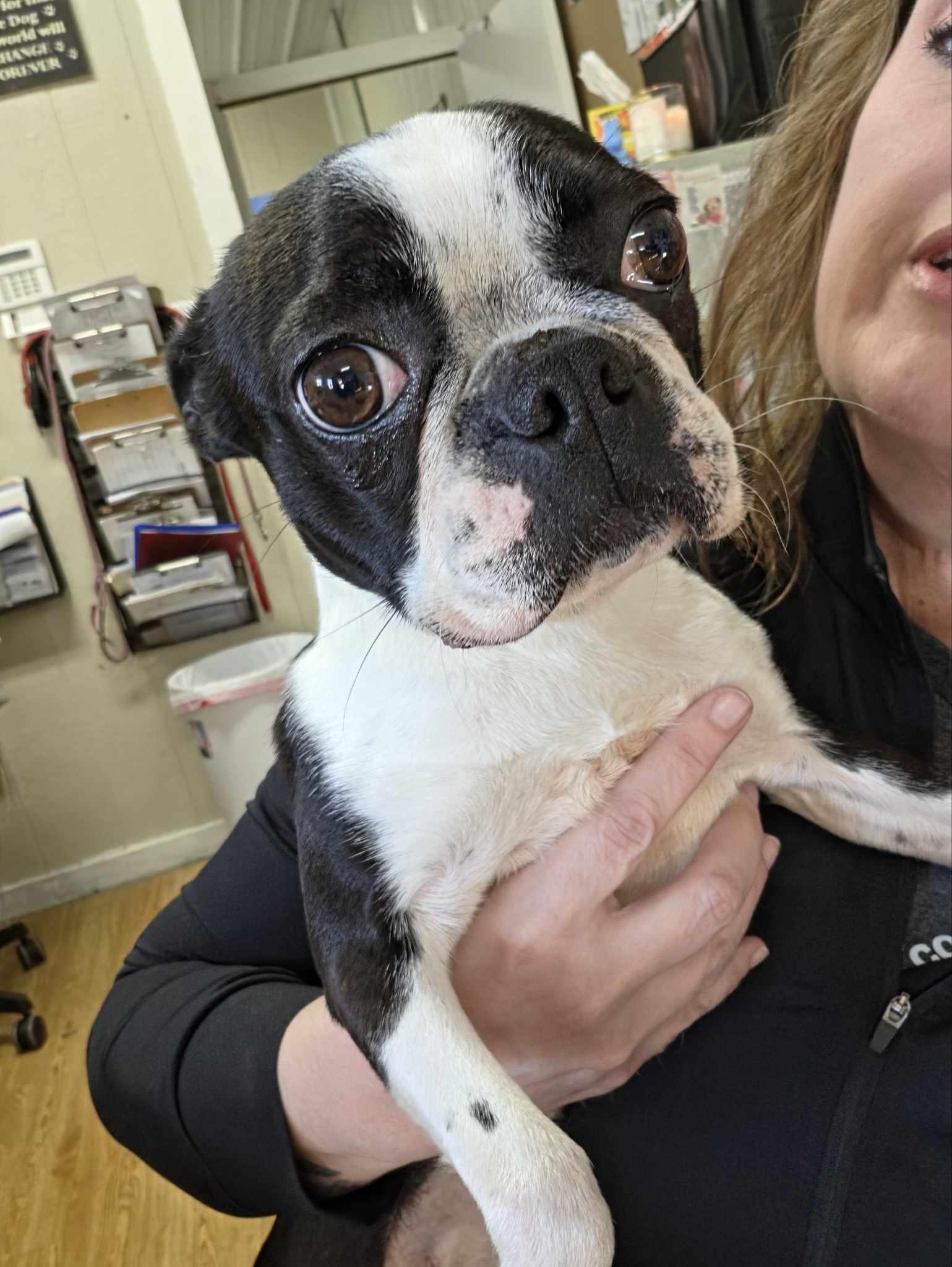 Enlarge Kiki, a Adopted Boston Terrier in merrillville, IN image 1/1