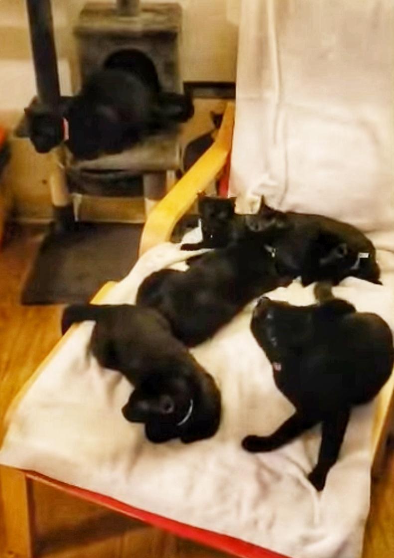 Four Black Beauties (all Female)