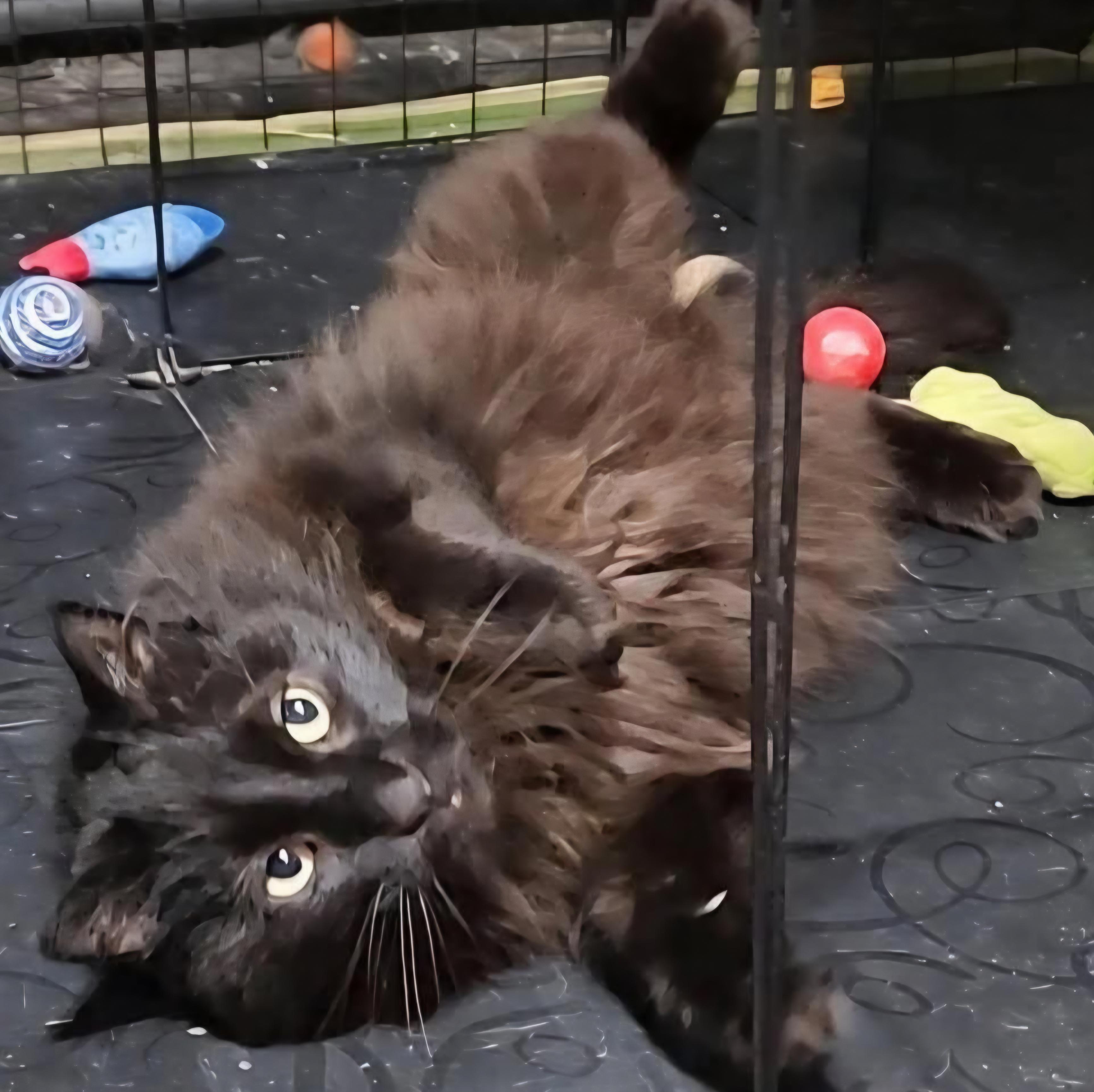 Murphy, ADOPTABLE, Adult Male Domestic Long Hair.