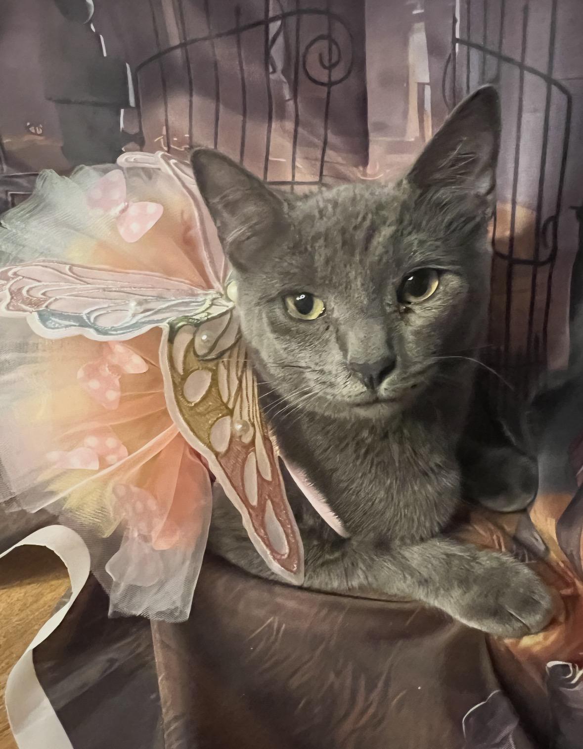 Enlarge Carmela ( playful, loving gray beauty), a Adoptable Domestic Short Hair in Staten island, NY image 6/6
