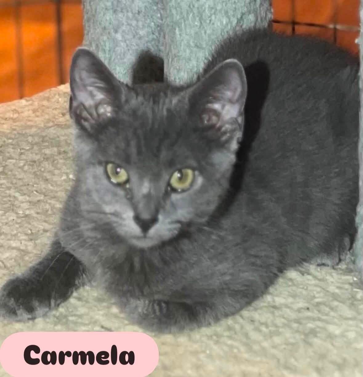 Enlarge Carmela ( playful, loving gray beauty), a Adoptable Domestic Short Hair in Staten island, NY image 5/6