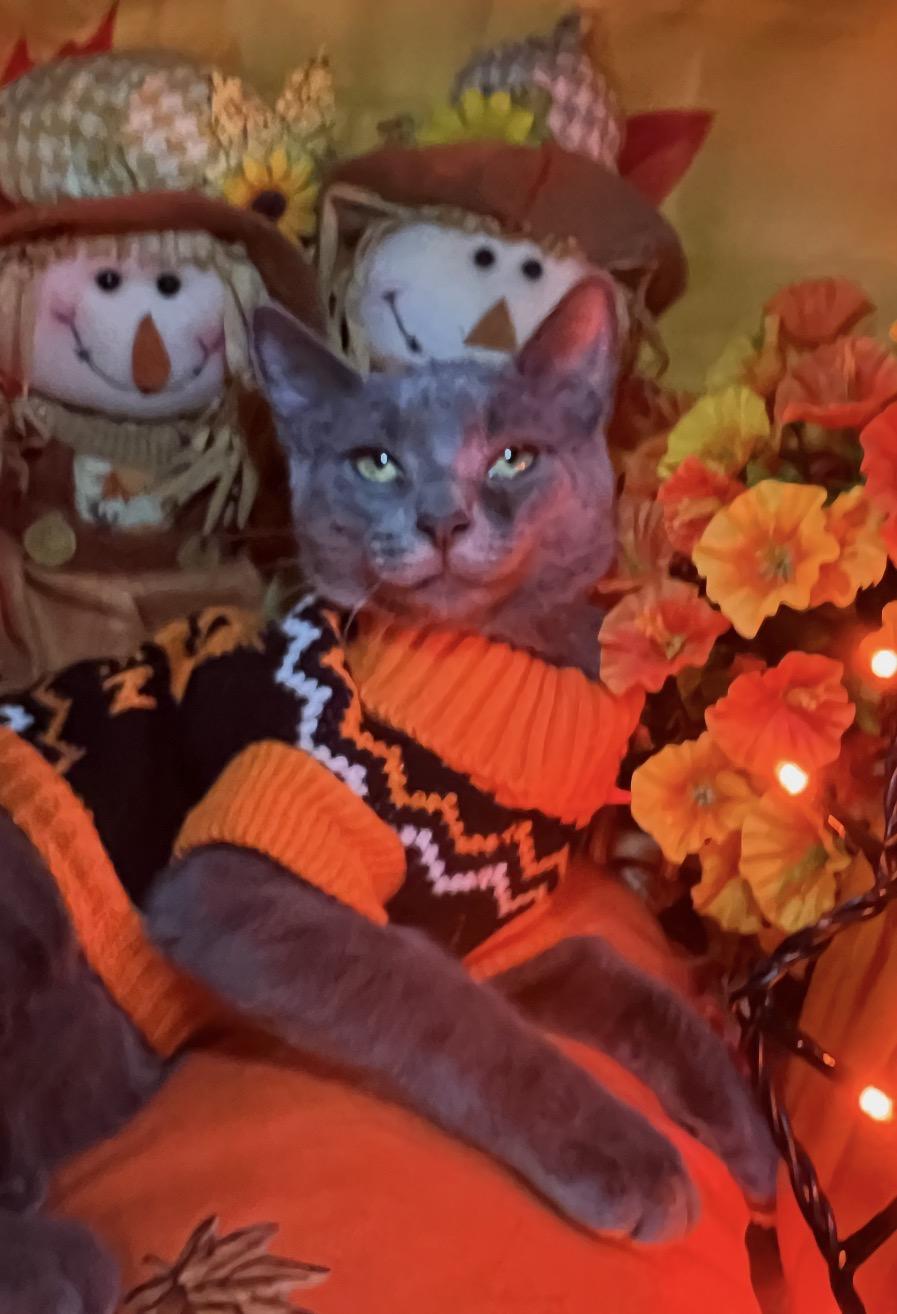 Enlarge Carmela ( playful, loving gray beauty), a Adoptable Domestic Short Hair in Staten island, NY image 4/6