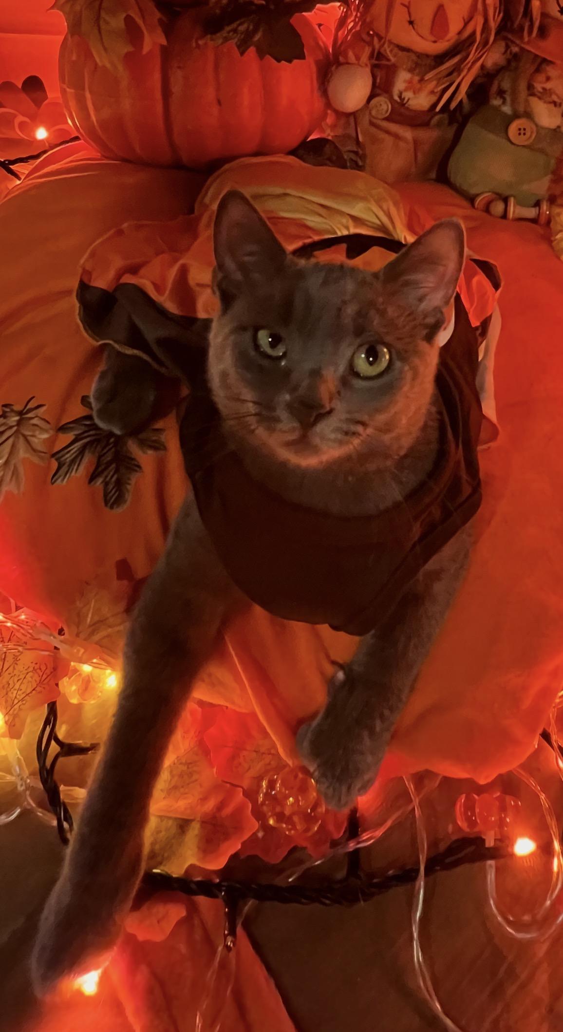 Enlarge Carmela ( playful, loving gray beauty), a Adoptable Domestic Short Hair in Staten island, NY image 2/6