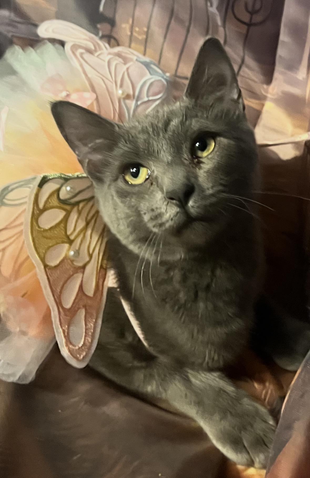Enlarge Carmela ( playful, loving gray beauty), a Adoptable Domestic Short Hair in Staten island, NY image 1/6