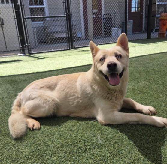 Enlarge DOVE, a Adoptable mixed breed in Norco, CA image 1/1