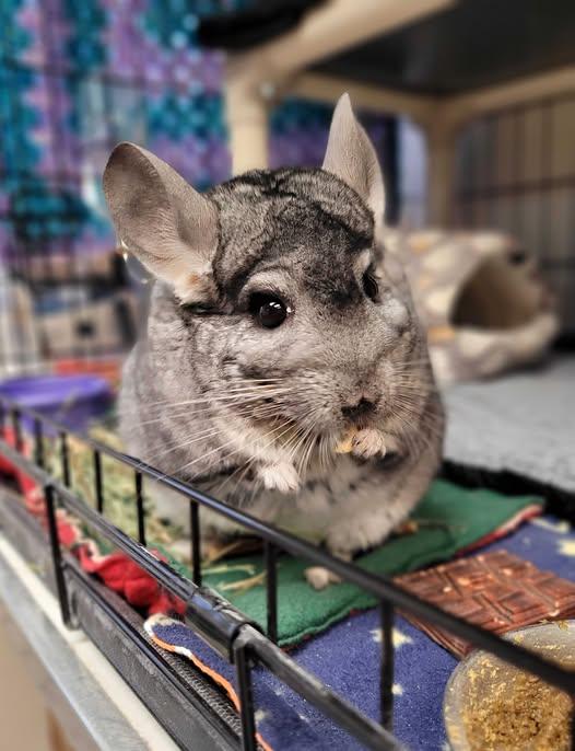 Enlarge Marbles, a Adoptable Chinchilla in Nantucket, MA image 1/1